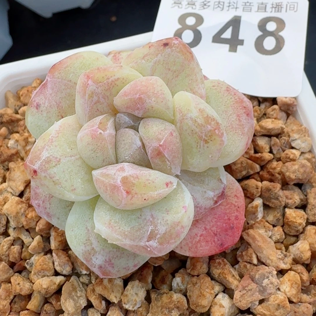 石化冰玉         精品多肉