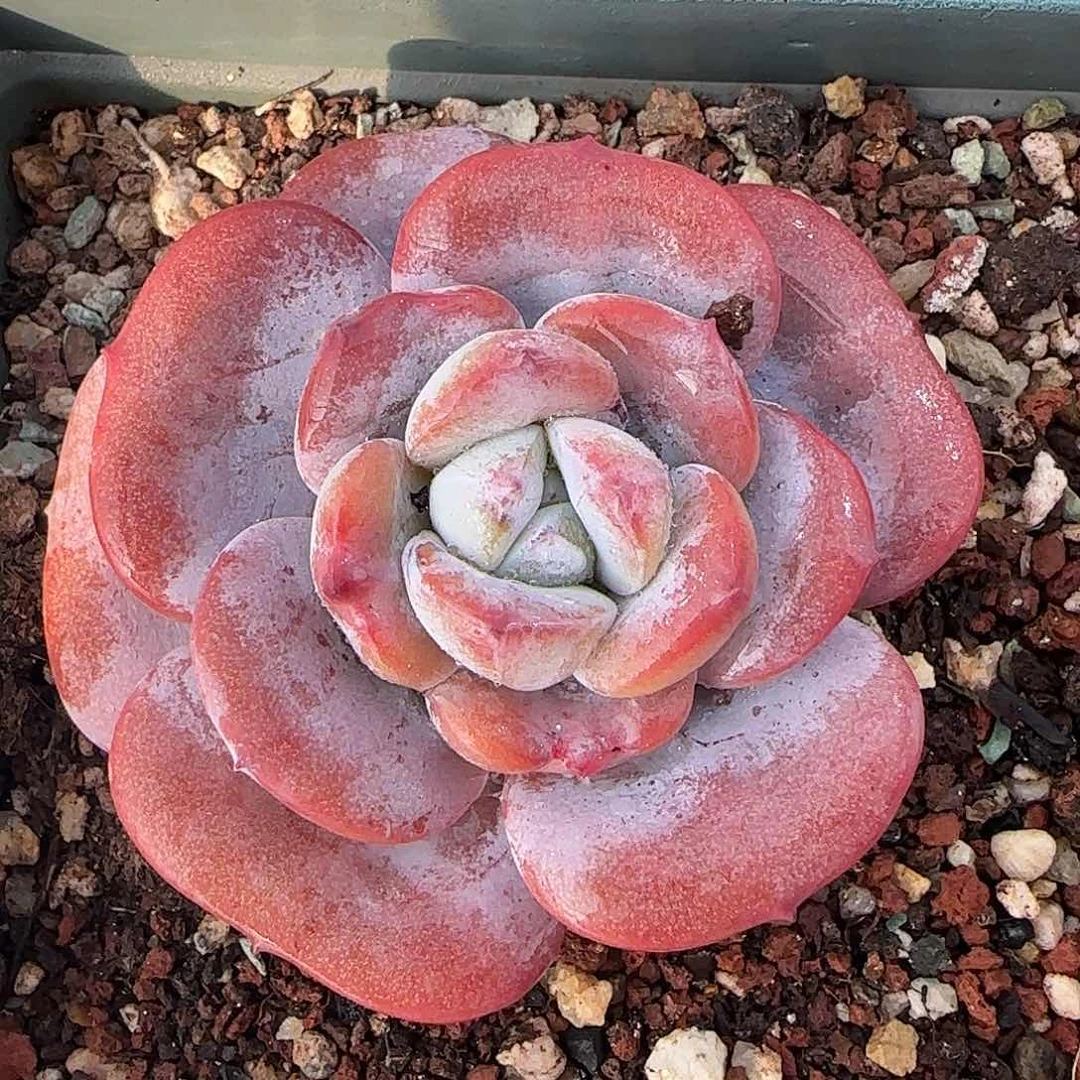 从前慢花园精选奶茶小