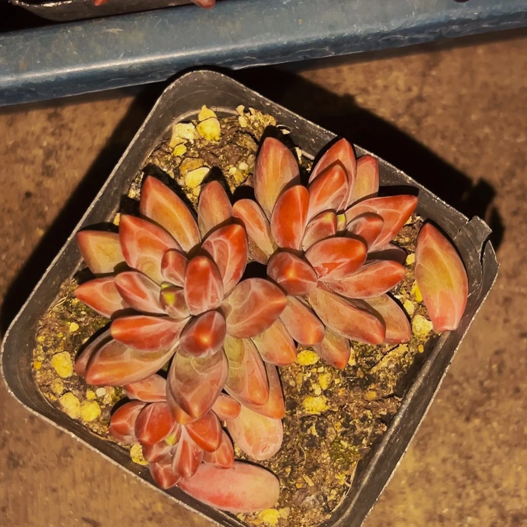 桔云多肉美人精品系列