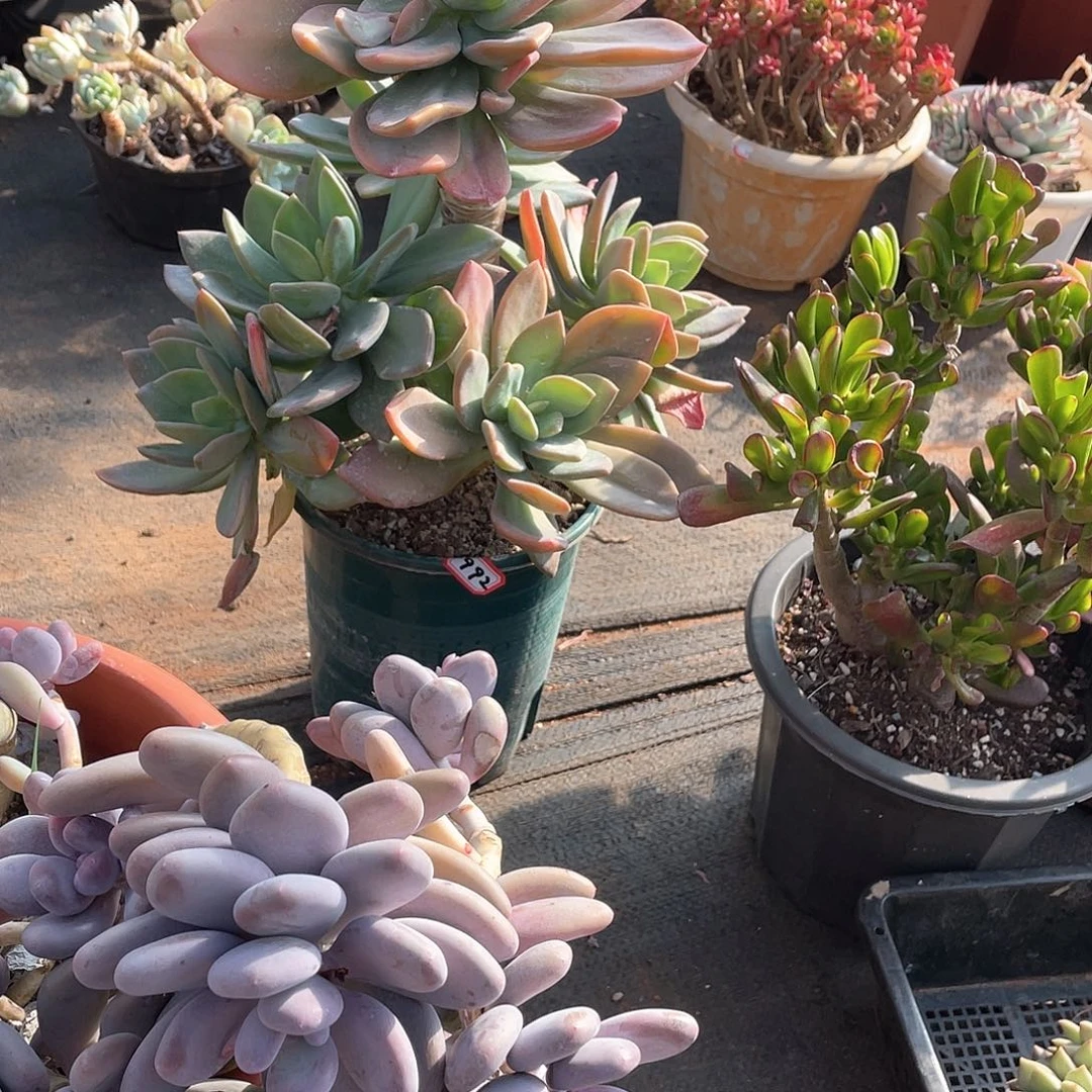 992芒果美人一物一拍多肉