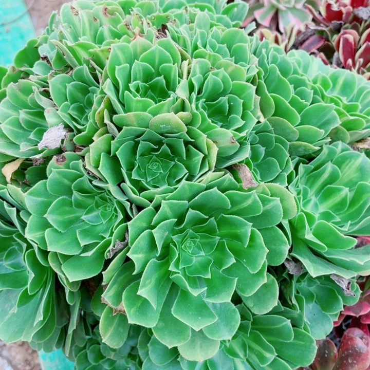石***?多肉植物组合 402