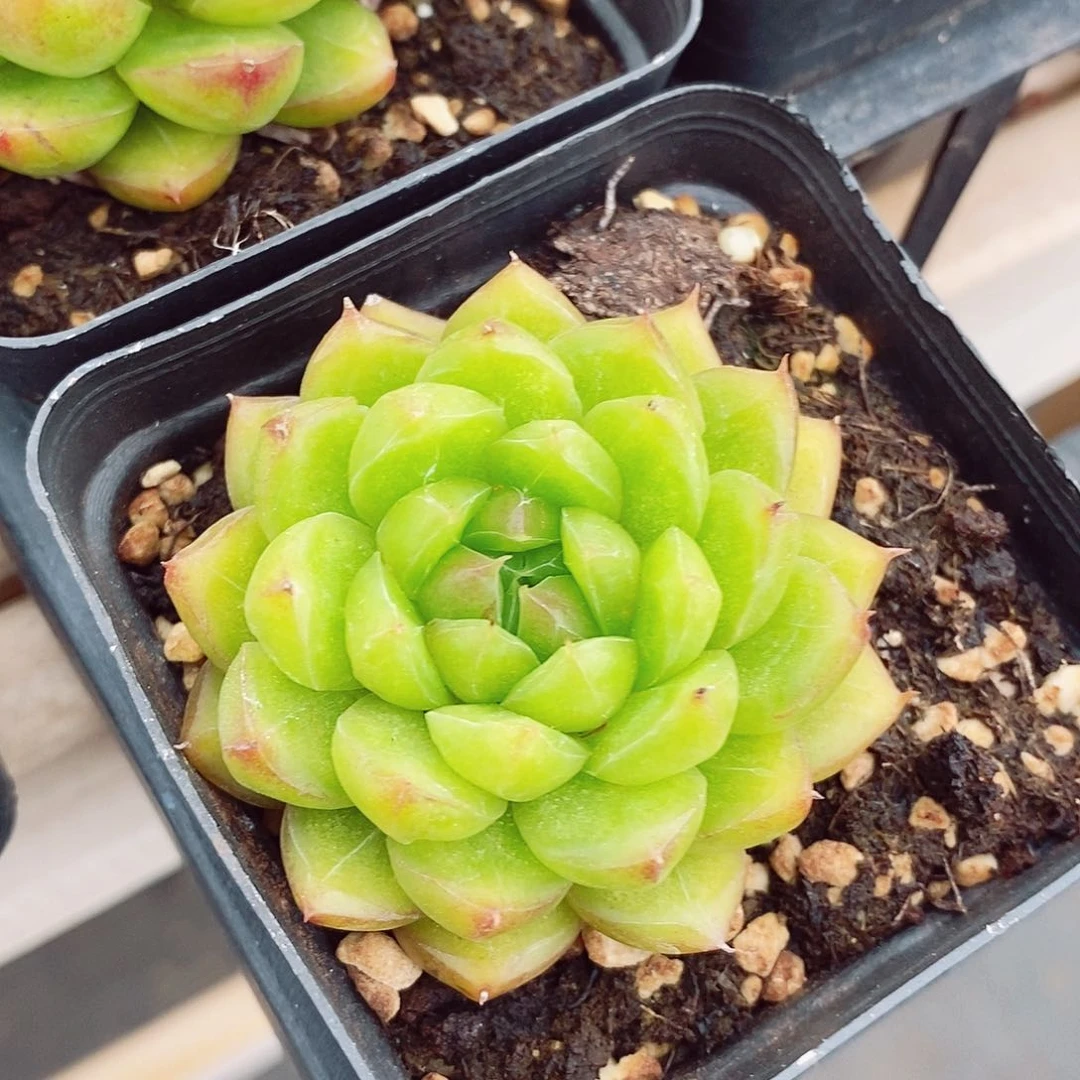 糖果珍妮5.5cm多肉植物