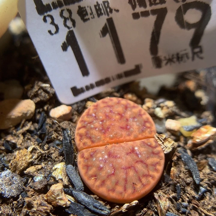 精品sss石石花1179