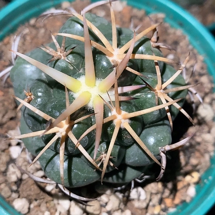 孤品实生顶级粗刺大尤安仔象芽5.6cm小福利