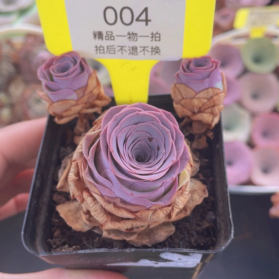 山地玫瑰004满38包邮裸根发货