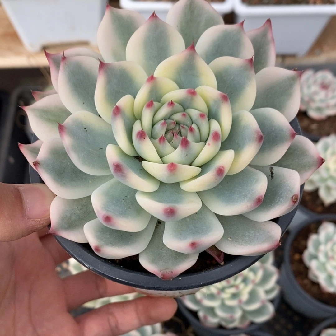 吉娃娃锦多肉植物8722