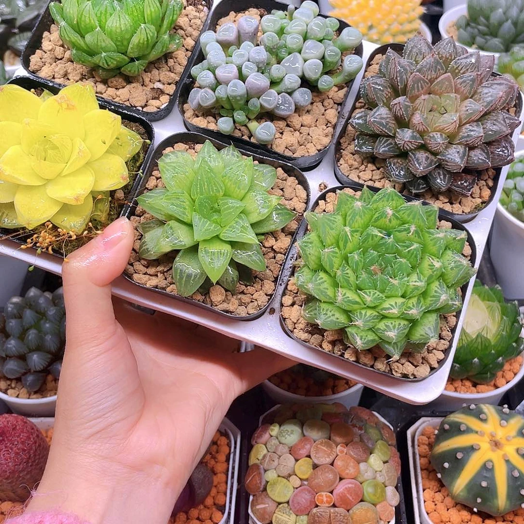 玉露六件套多肉，原盆