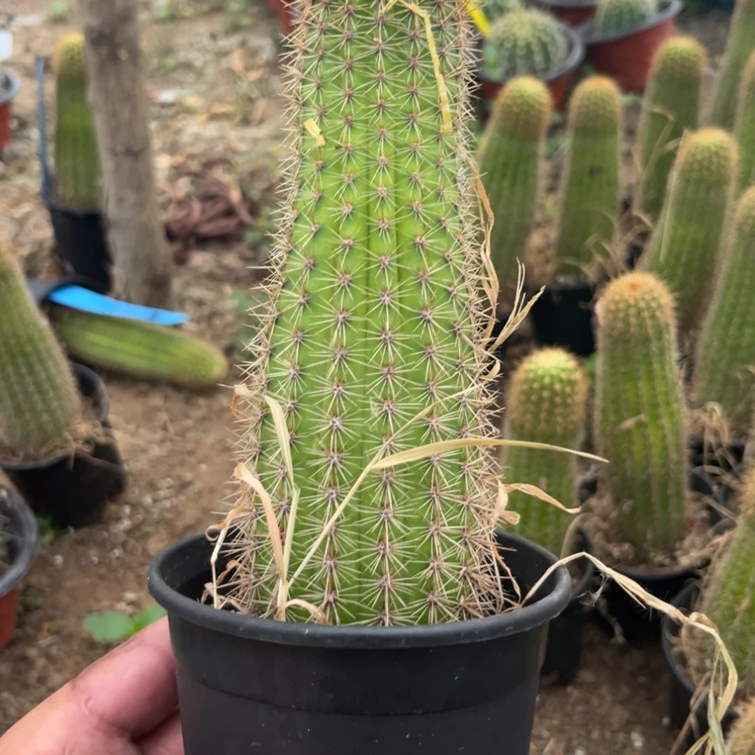 金妞时光18公分带根球，直播间见实物