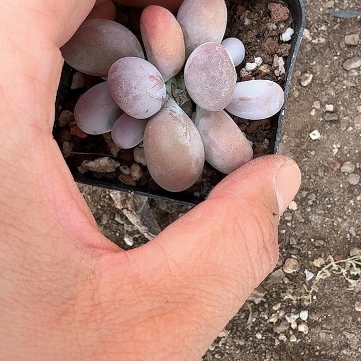 繁*x h x x h j g d d 448