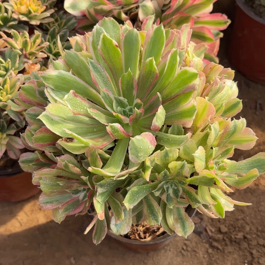 光辉9.9法师木质法师