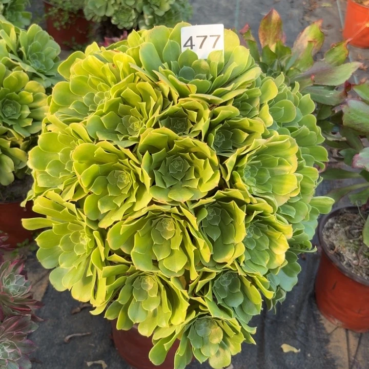 五彩琉璃多肉植物不包损477