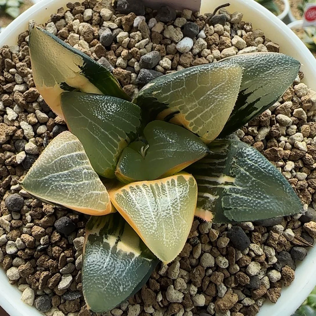 509号实生克锦一物一拍带盆土