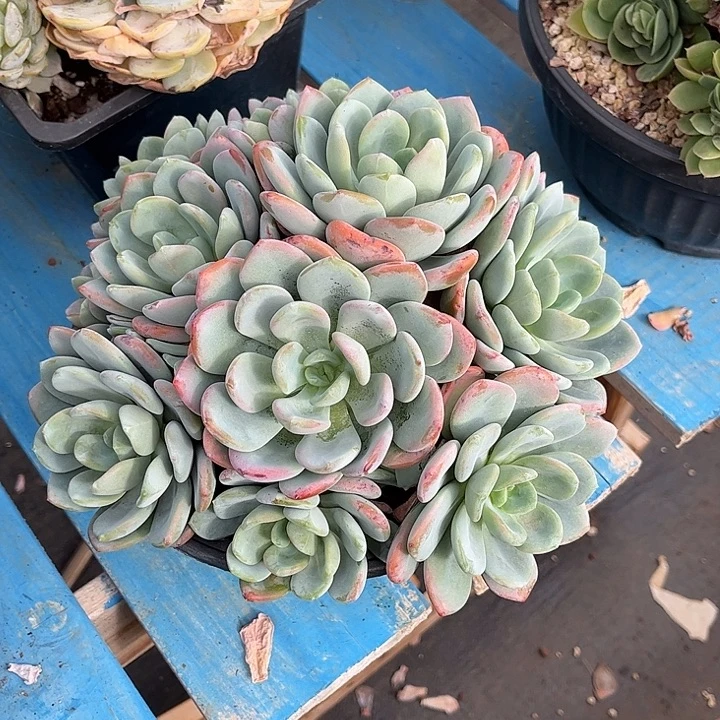 发货多肉植物一物一拍