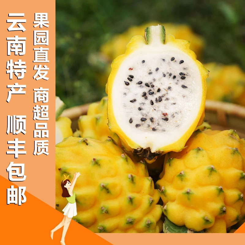 【顺丰包邮】云南麒麟芭乐燕窝新鲜采摘中大果2斤/4斤（品质）