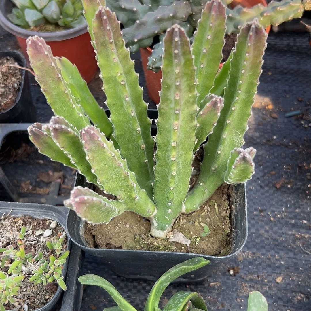 多肉植物钟翠阁开花
