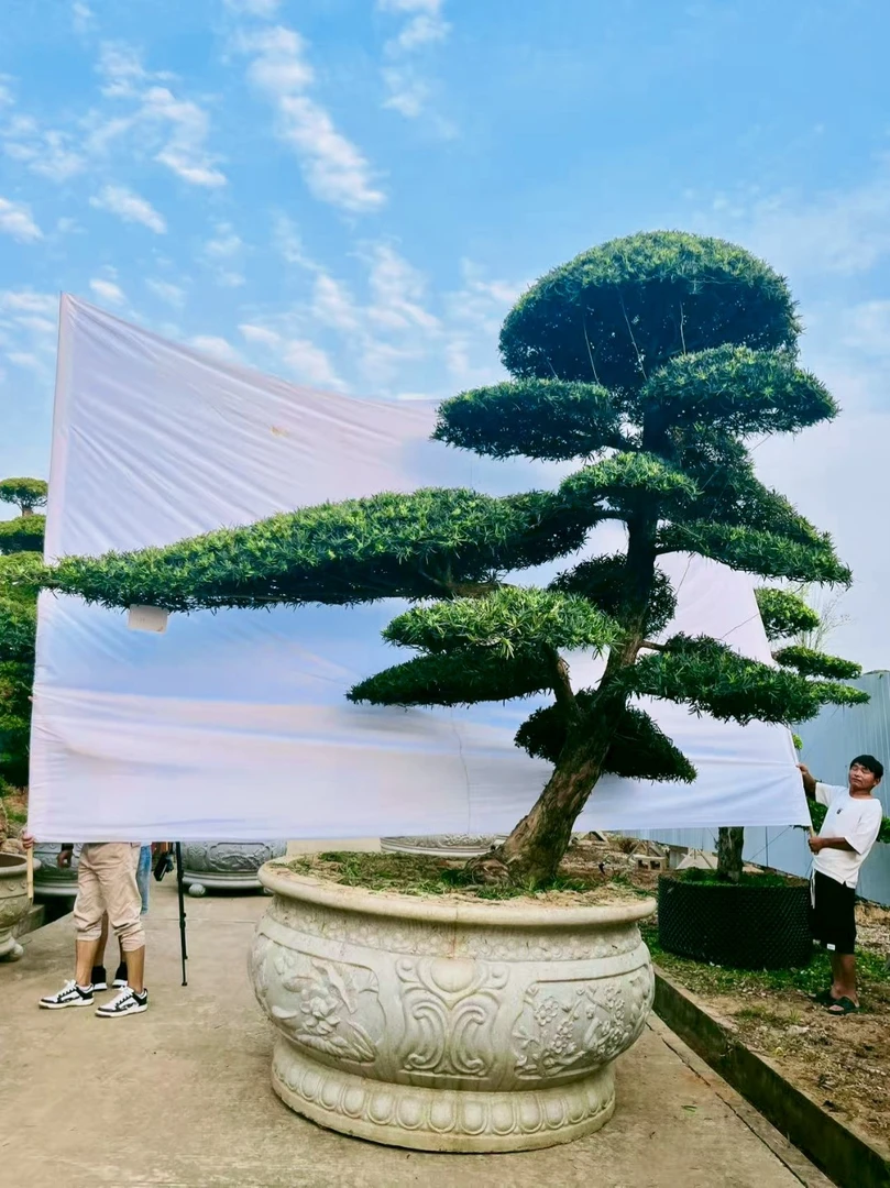 罗汉松景观树别墅庭院植物园林绿化