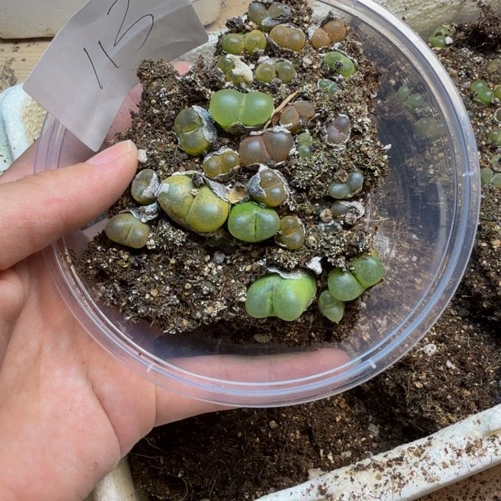 多肉植物的生长113