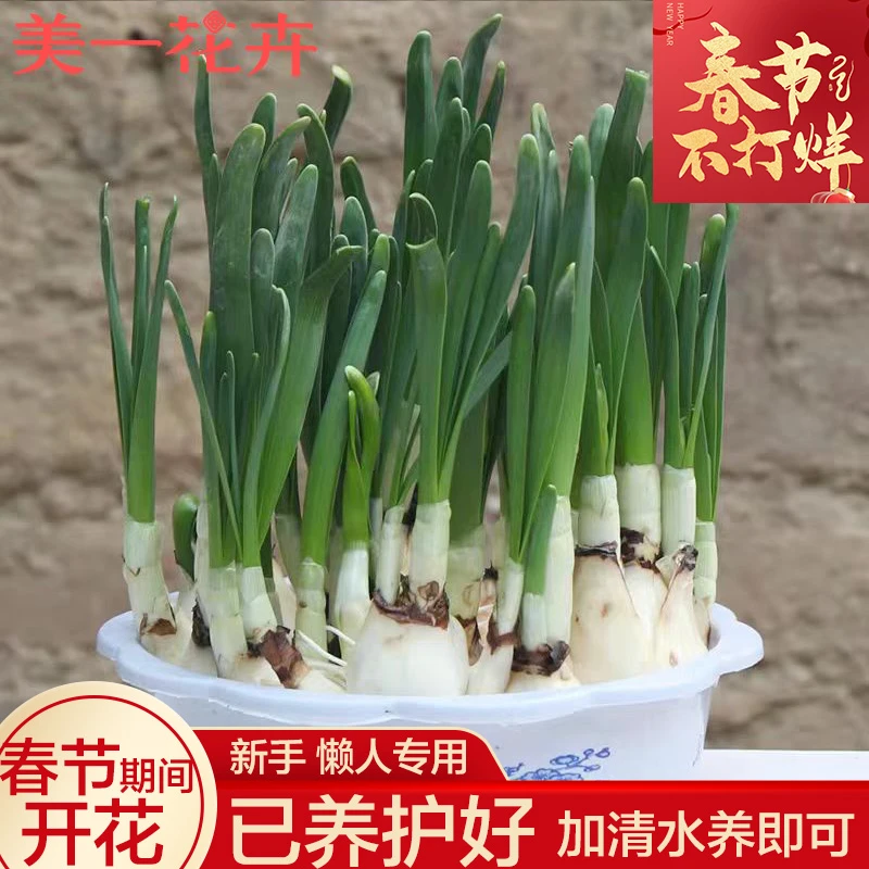 【塑料盆】【剥好皮养护好】水仙花种球发芽水培春节开花带芽发货