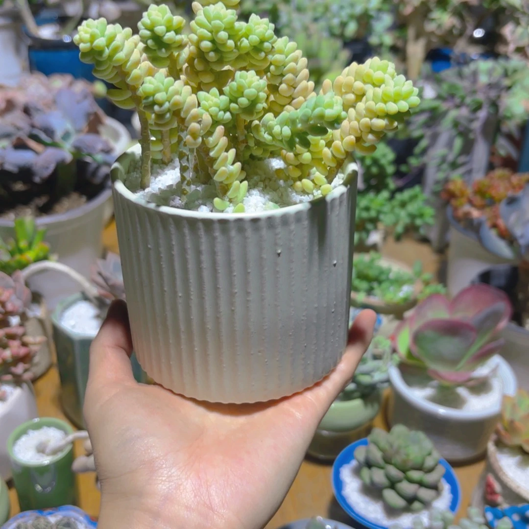 彩虹玉坠带盆新疆包邮