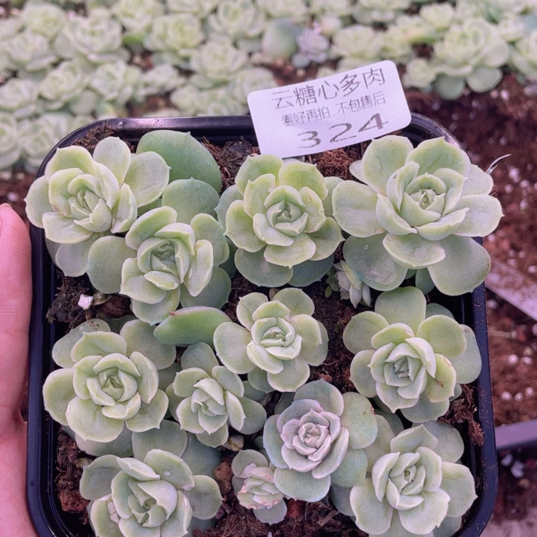 云糖心多肉植物324