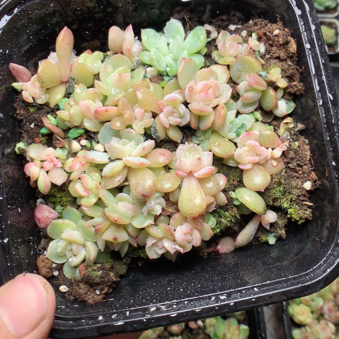 无花朵W38云澜uyyyy