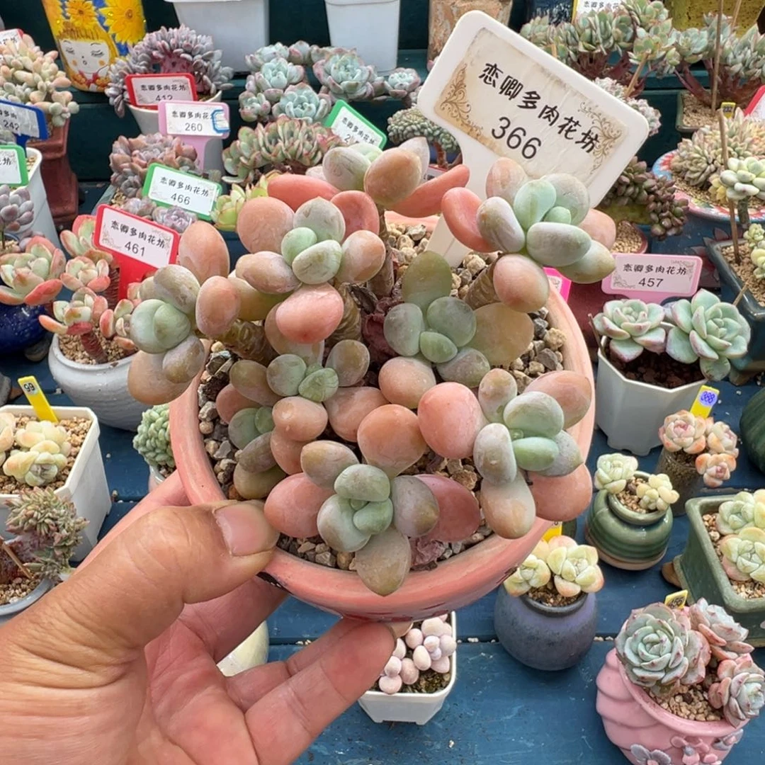 366洛神老桩无砍多头