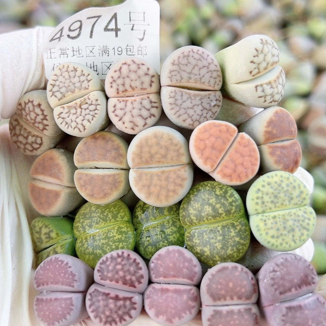 4974 好养易活生石花大母本20个1.5-2cm