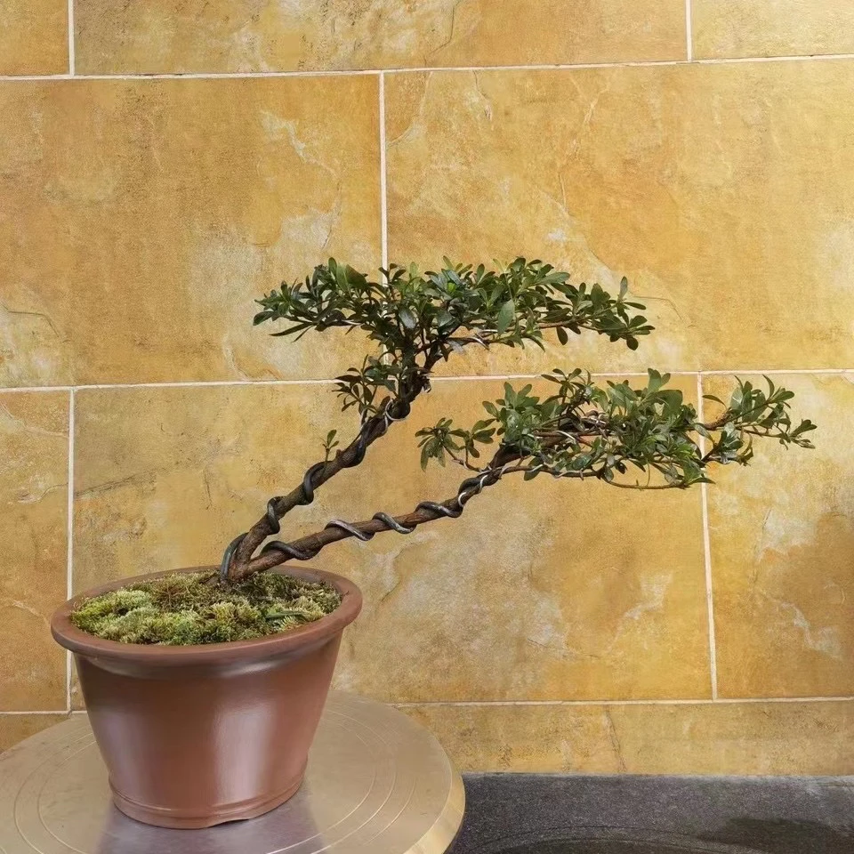 皋月杜鹃直播间一物一拍，顺丰包邮