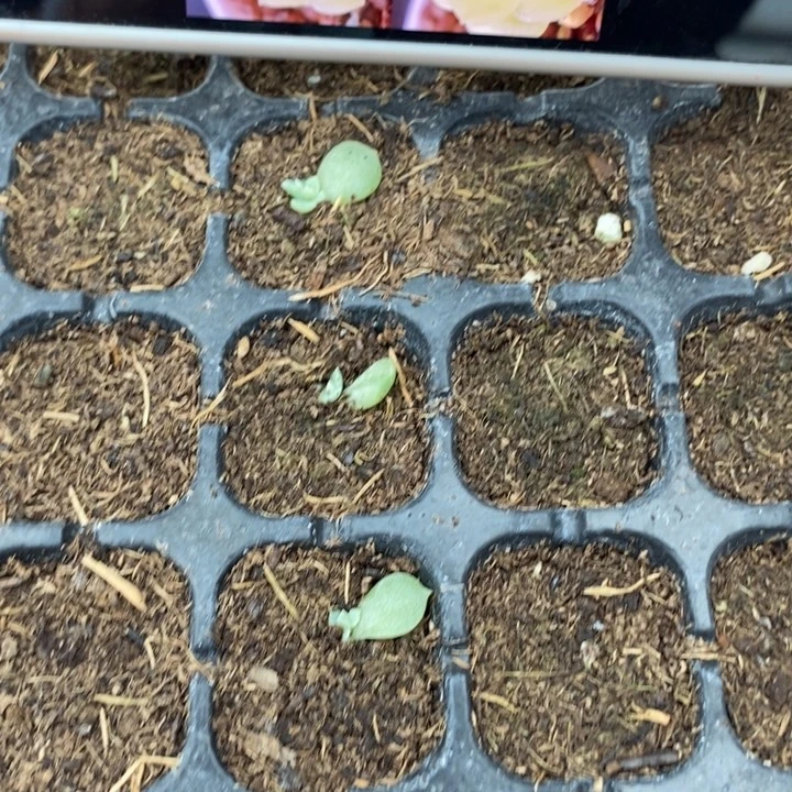 玉芙x23一个芽苗量拍