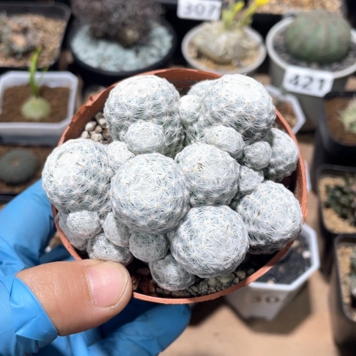 201大型姬春心多头