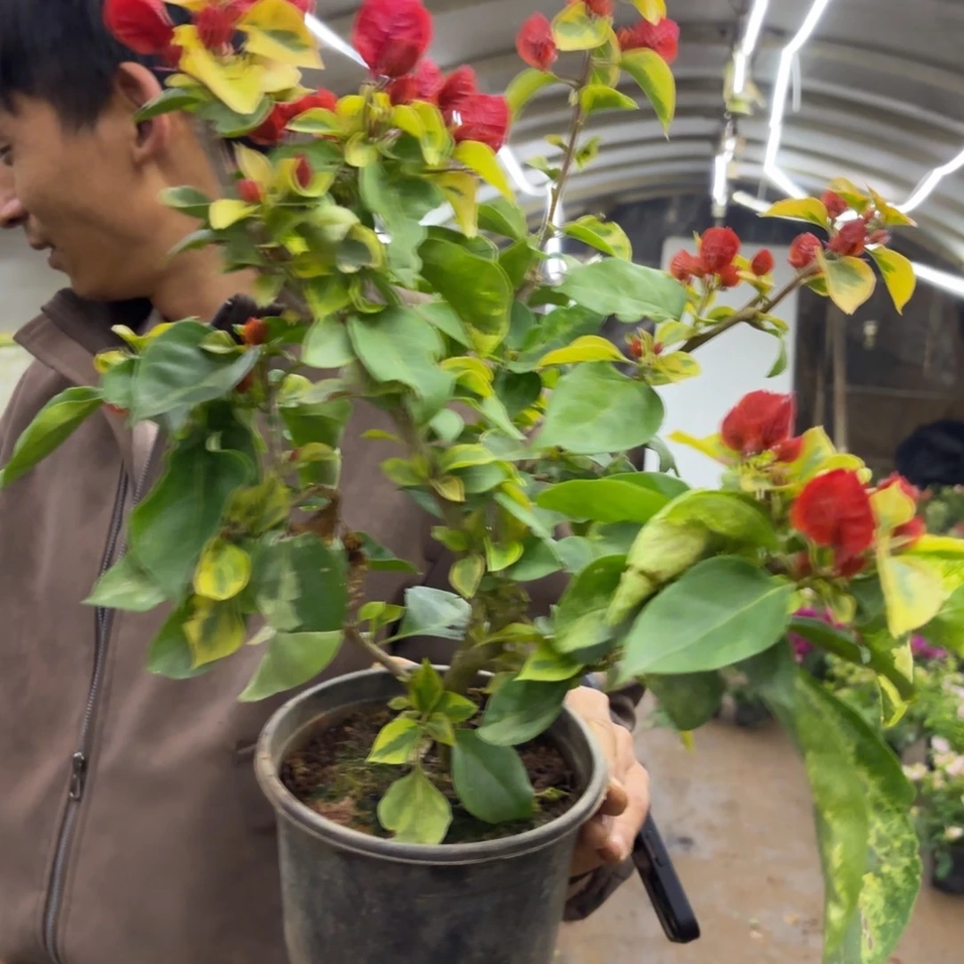 完全开放（拉菲泰）三角梅会落花落叶会光杆苗有大有小