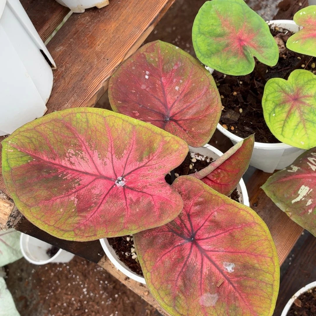 大部分花苞少量开放海王