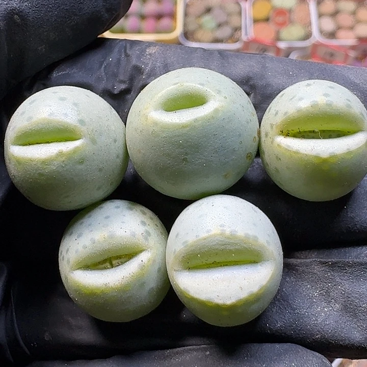 生石花111111。  鱼嘴有干疤。  106