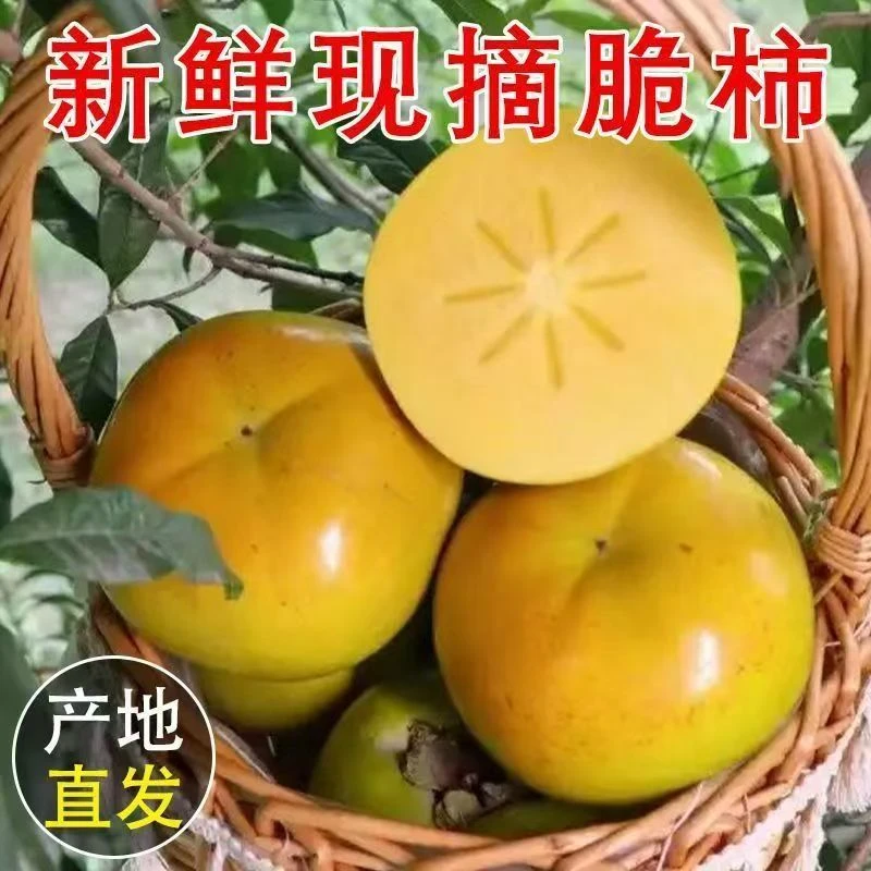 D新鲜巧克力脆柿子水果当季净重4.5斤