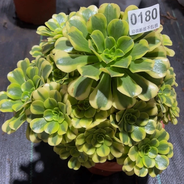 绿豆沙01800000000