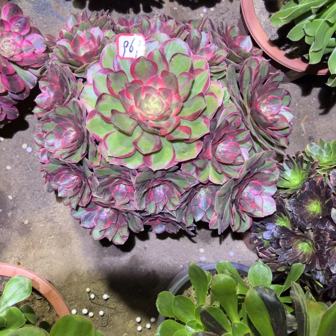 969多肉植物拉菲皇后