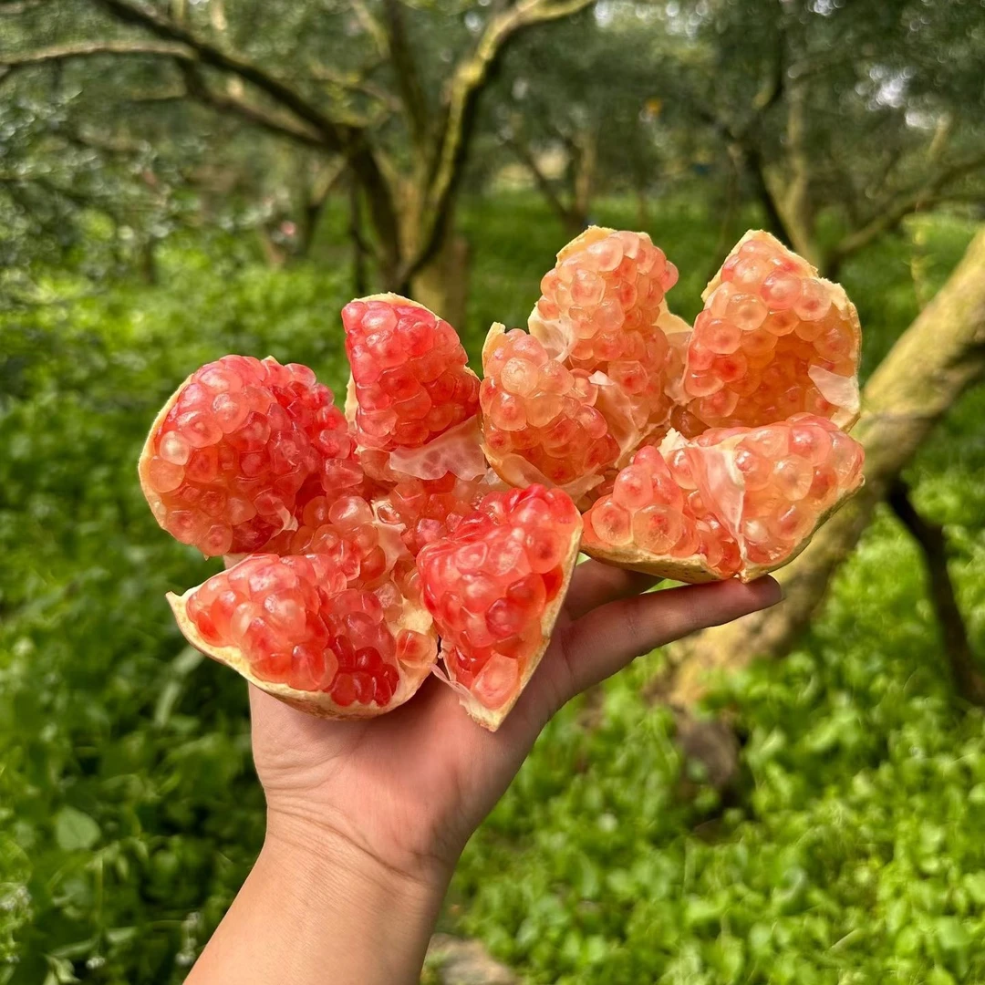 云南蒙自老树薄皮绿籽白玉水晶甜石榴16个装单果重300g中果