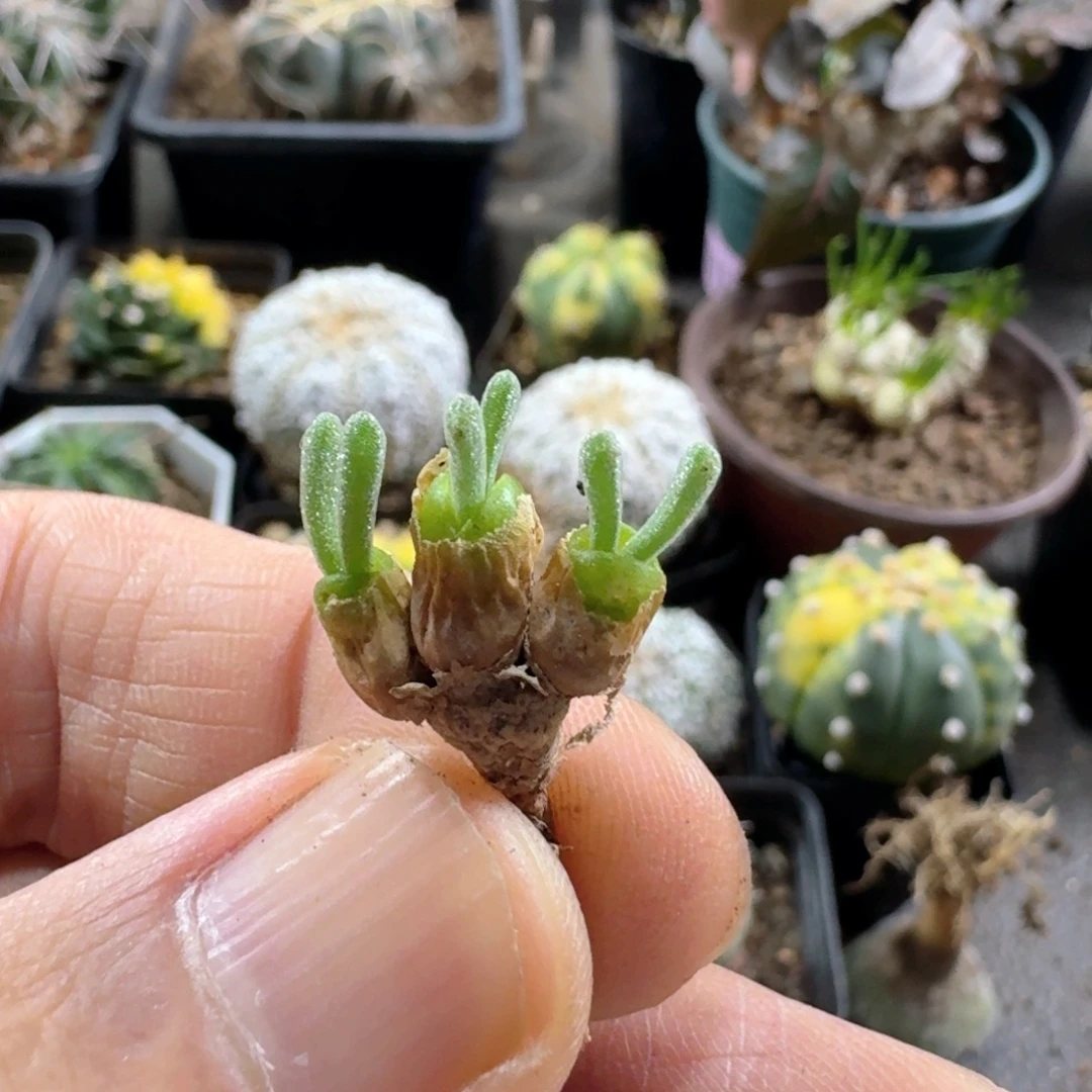 803碧光环脱土发货