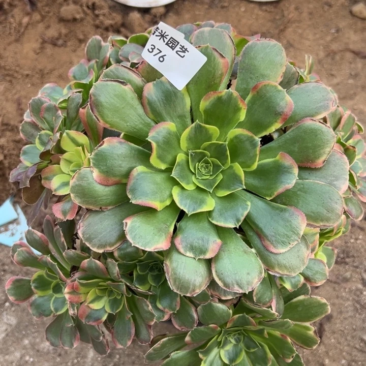 特斯拉多肉植物大手捧376