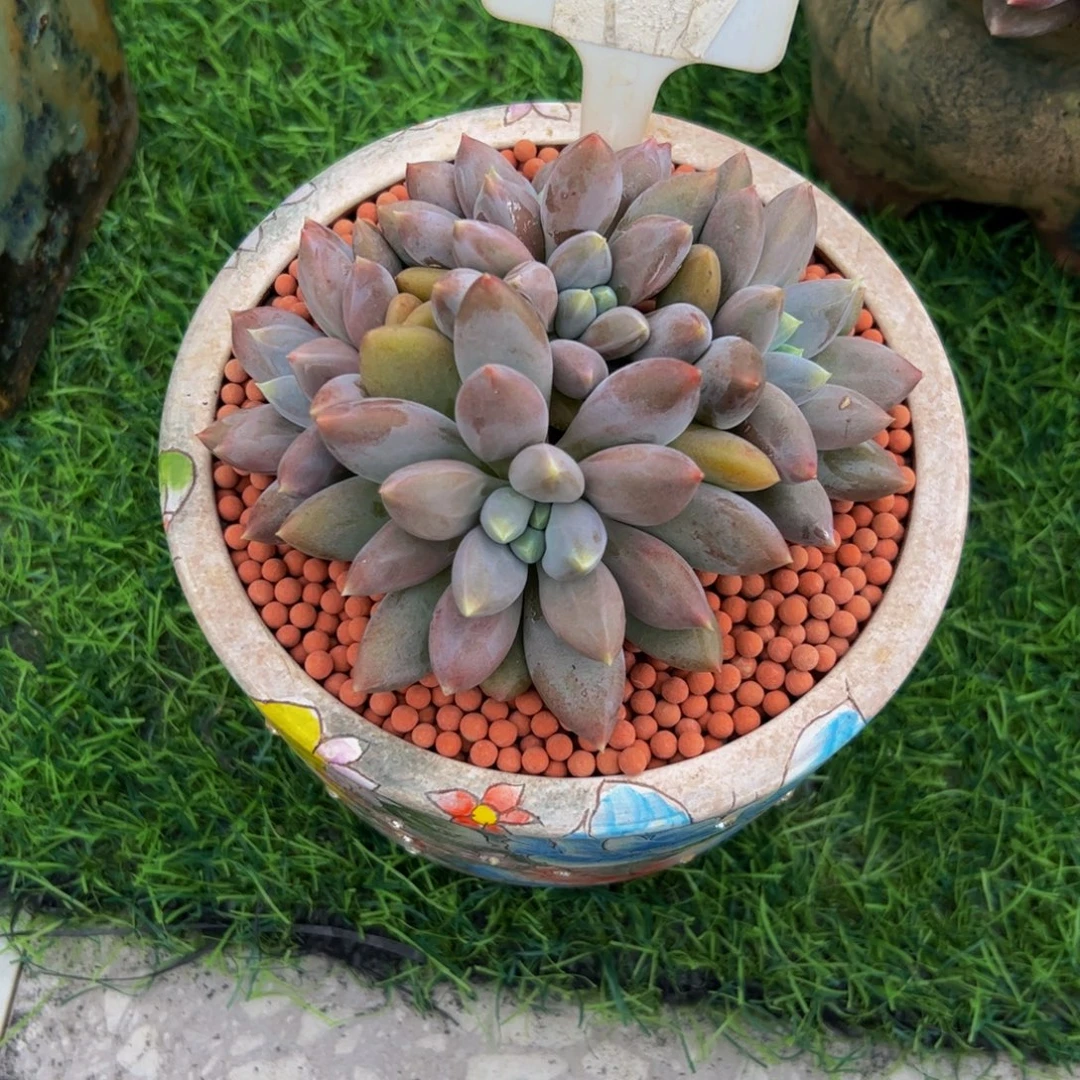 房***丹哥特萝莉多肉植物