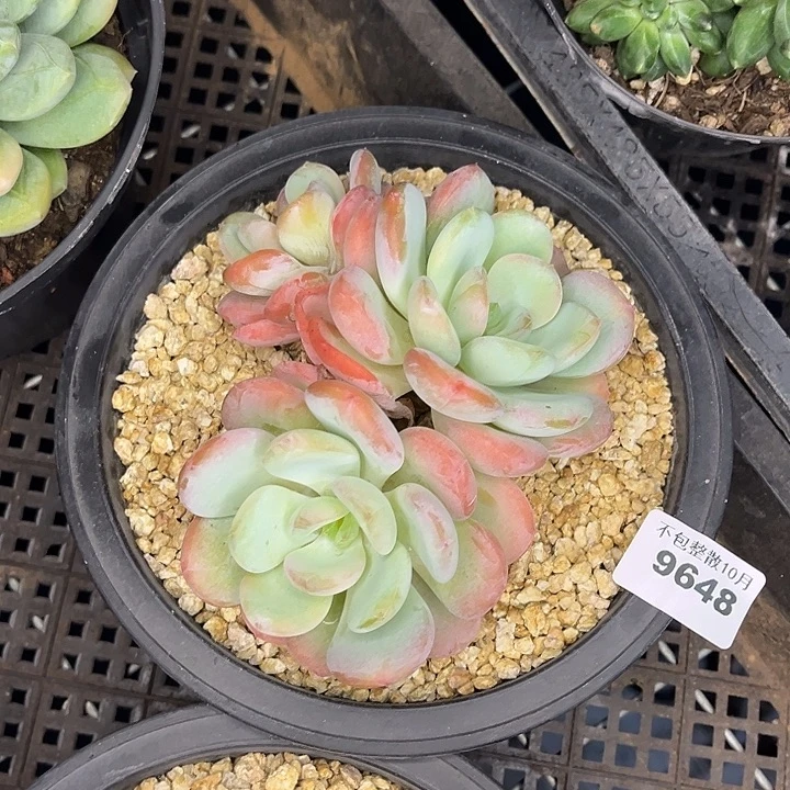 阿雅园艺。         9648香橙