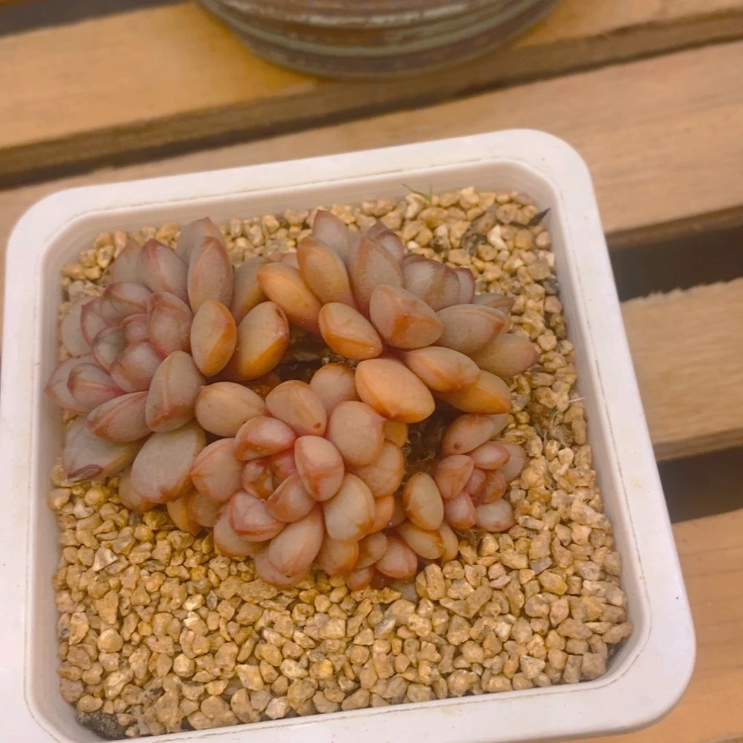 用****7多肉植物葡萄