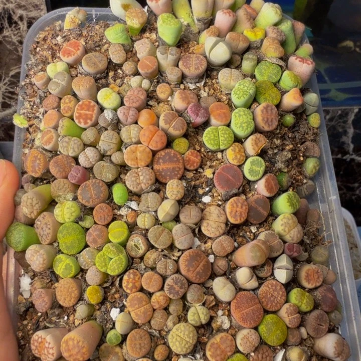 ◸***◹多肉葡萄的季节来121