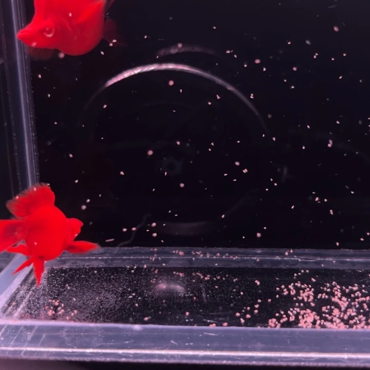 孔雀鱼红箭球成鱼1对