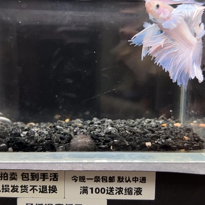 斗鱼竞拍跑单拉黑2日