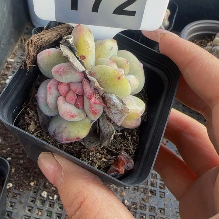 南***.172一物一拍星影多肉