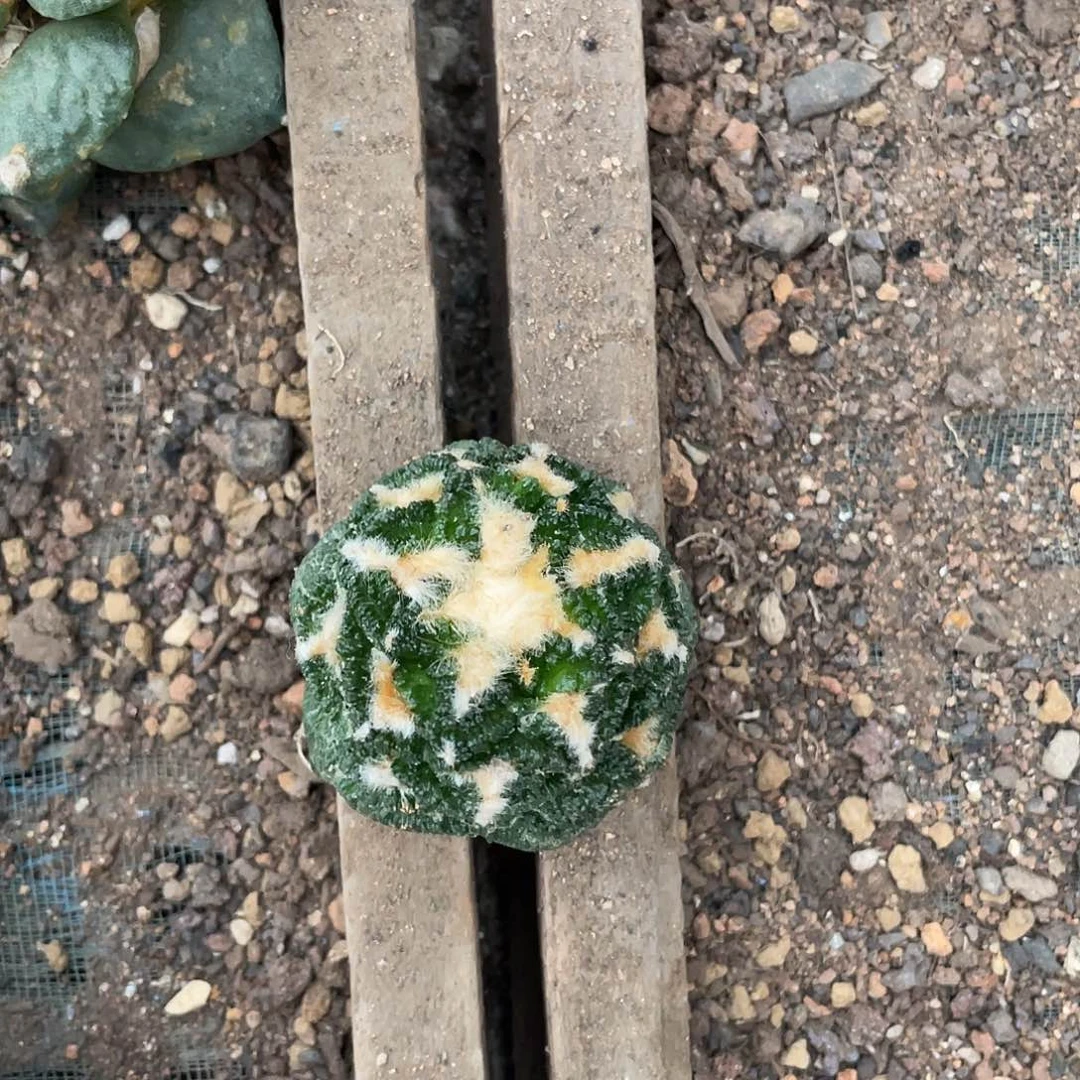 完全开放特价7 牡丹