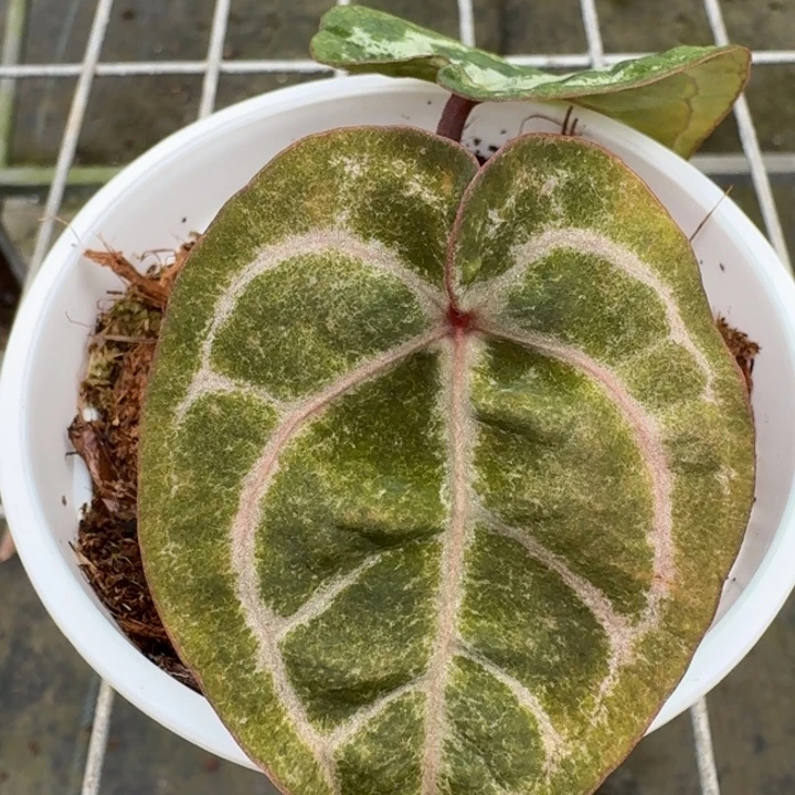 完全开放8号wonder boy杂千鸟格季节锦