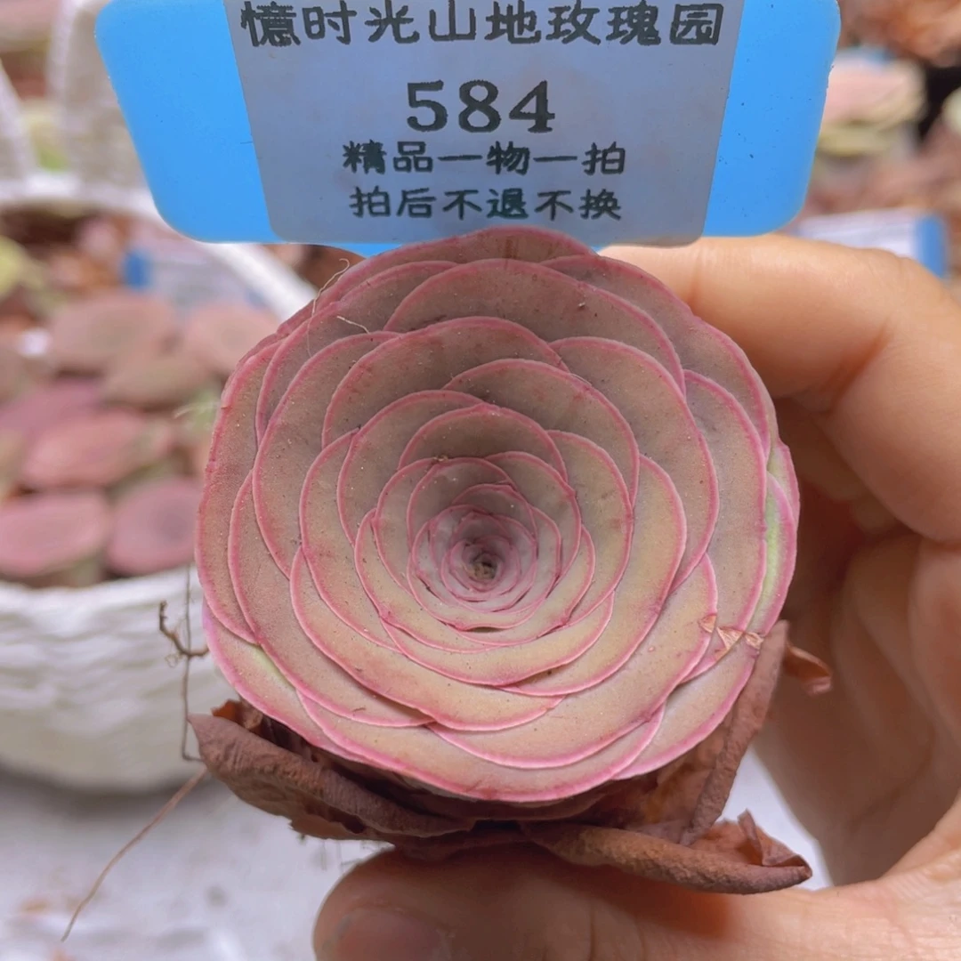 山地玫瑰584裸根发货不售后
