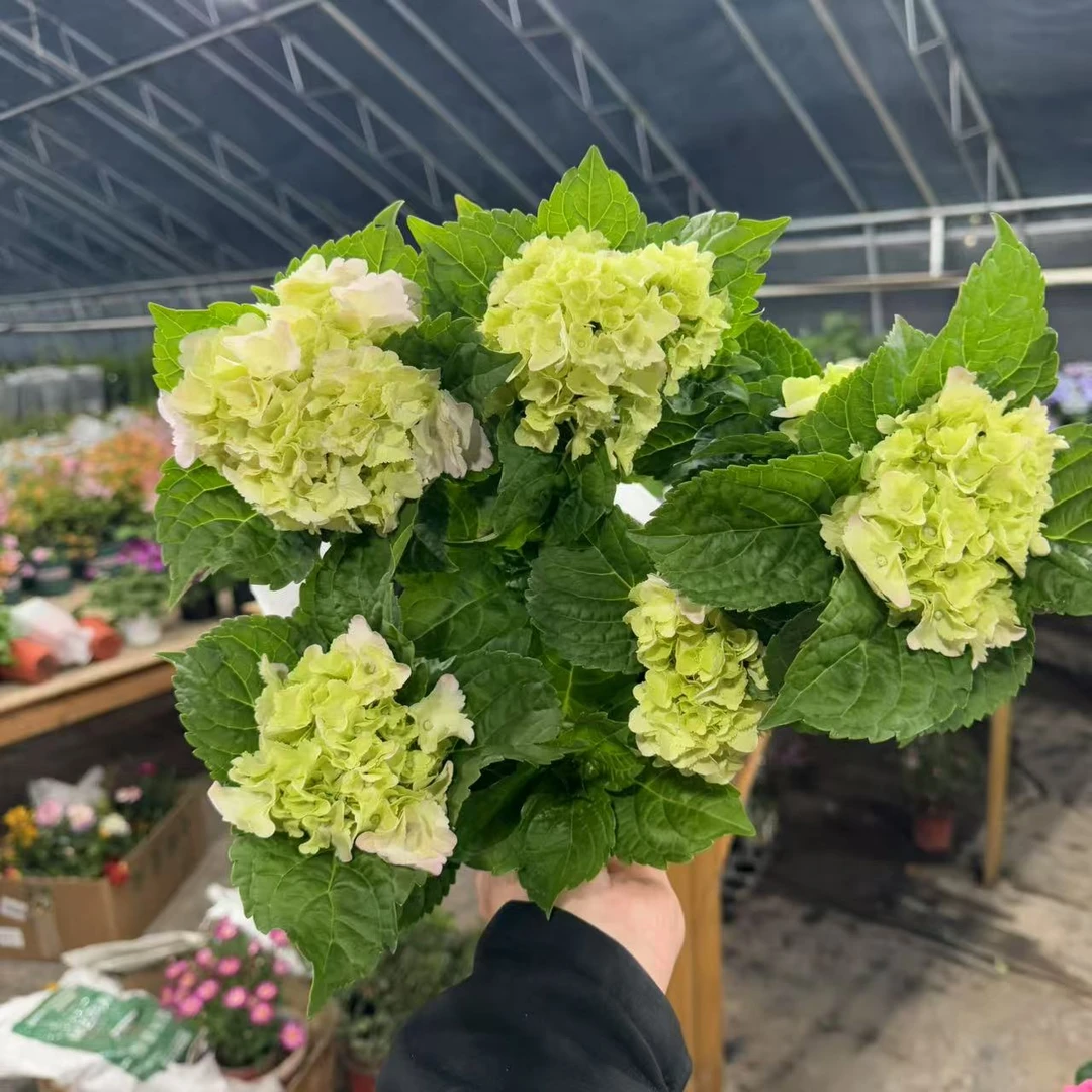 【胖胖】绣球花（魔幻海洋）带花带花苞发货